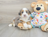 8 week old Mini Bernedoodle Puppy For Sale - Seaside Pups