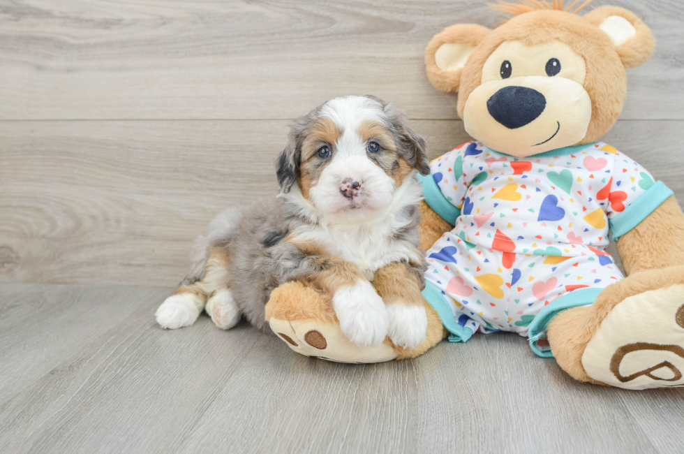 6 week old Mini Bernedoodle Puppy For Sale - Seaside Pups