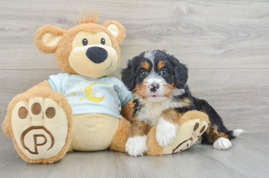 Mini Bernedoodle Pup Being Cute