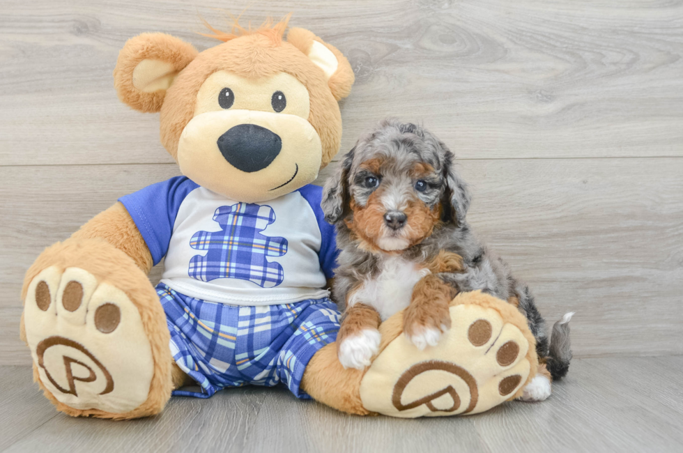 6 week old Mini Bernedoodle Puppy For Sale - Seaside Pups