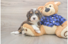 Best Mini Bernedoodle Baby