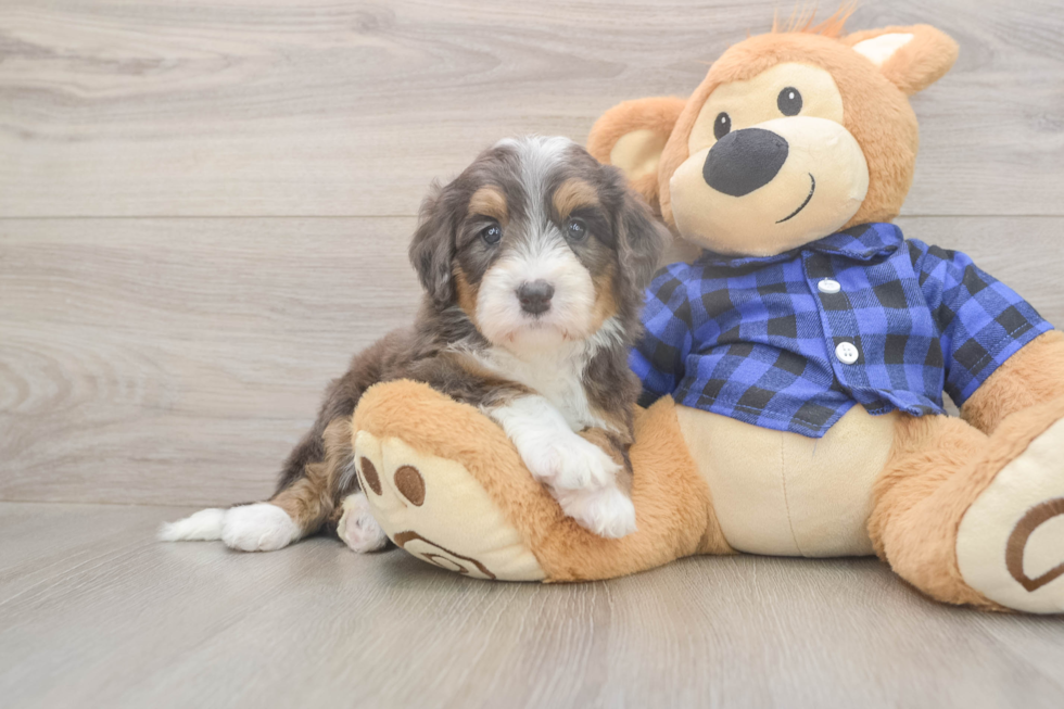 Best Mini Bernedoodle Baby