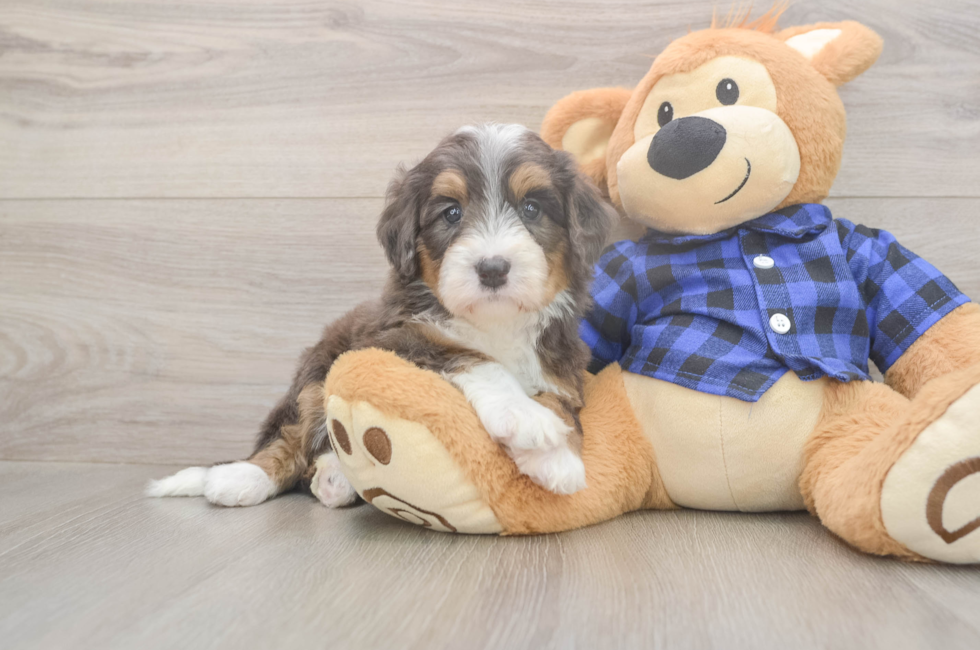 5 week old Mini Bernedoodle Puppy For Sale - Seaside Pups