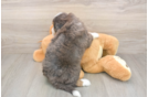 Funny Mini Bernedoodle Poodle Mix Pup