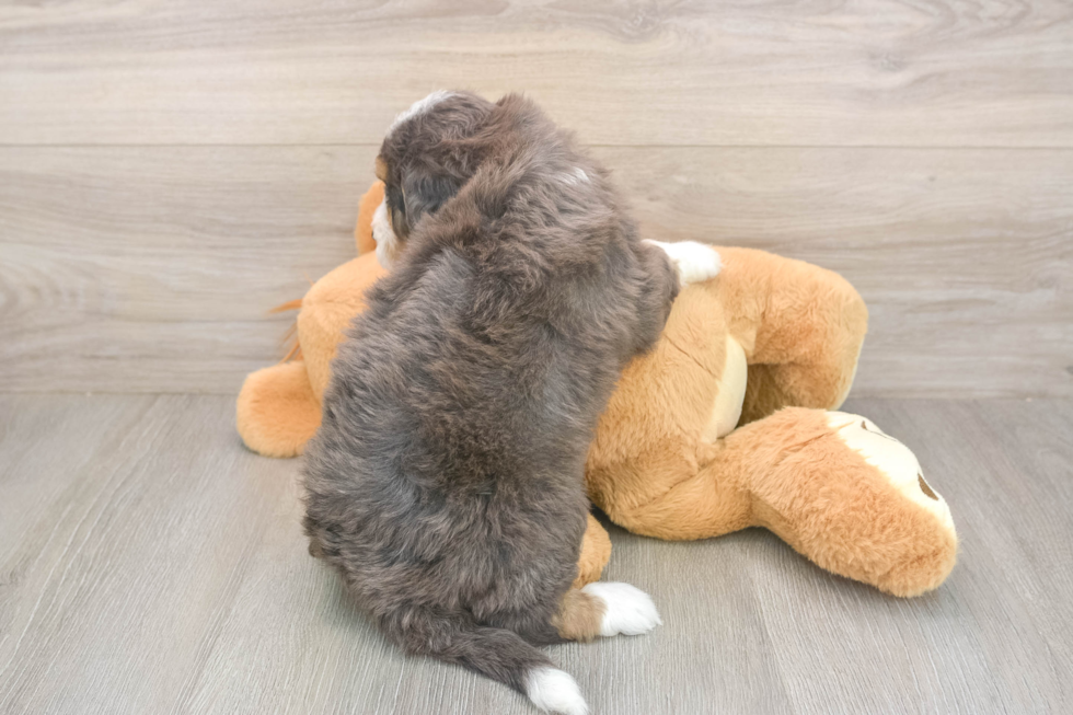Funny Mini Bernedoodle Poodle Mix Pup