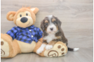 Friendly Mini Bernedoodle Baby