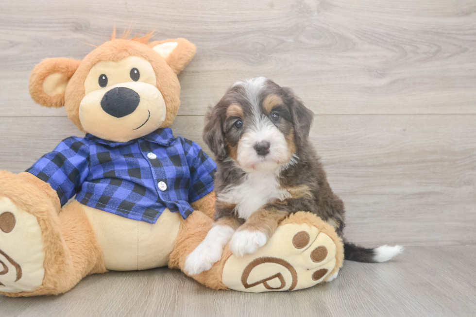 Friendly Mini Bernedoodle Baby