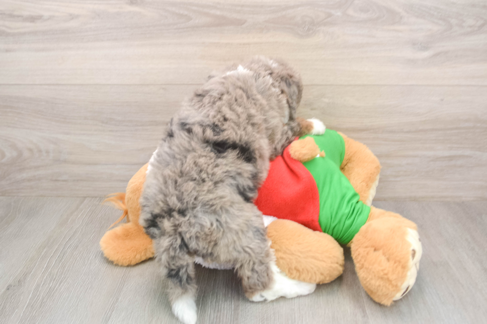 Mini Bernedoodle Puppy for Adoption