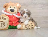 5 week old Mini Bernedoodle Puppy For Sale - Seaside Pups