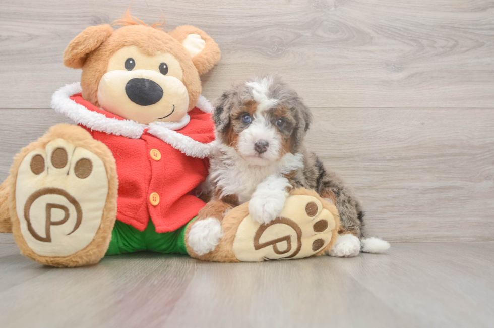 5 week old Mini Bernedoodle Puppy For Sale - Seaside Pups
