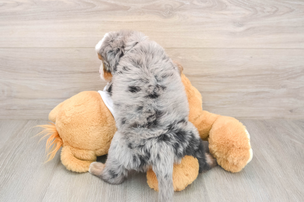 Sweet Mini Bernedoodle Baby