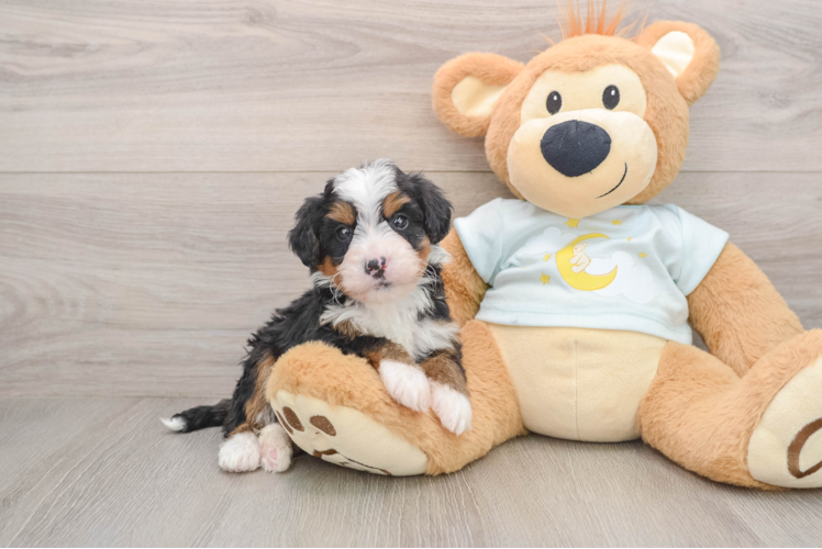 Little Bernadoodle Poodle Mix Puppy