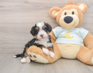 6 week old Mini Bernedoodle Puppy For Sale - Seaside Pups