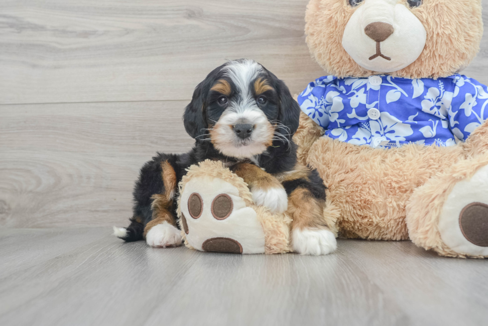 Popular Mini Bernedoodle Poodle Mix Pup