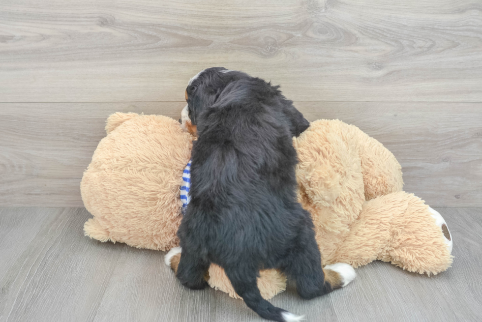 Cute Mini Bernedoodle Baby