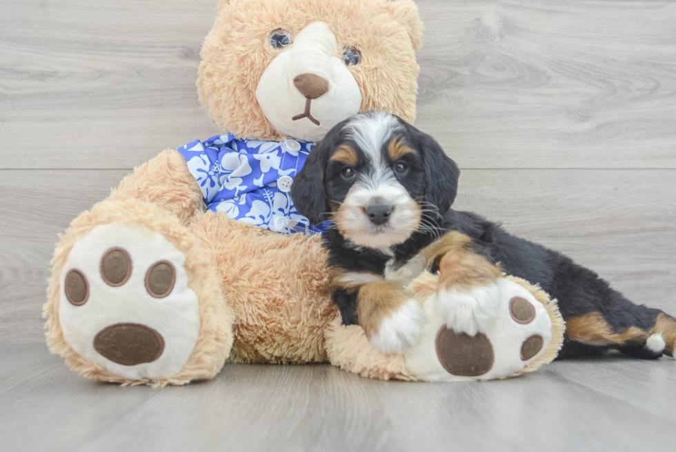 Adorable Mini Berniedoodle Poodle Mix Puppy