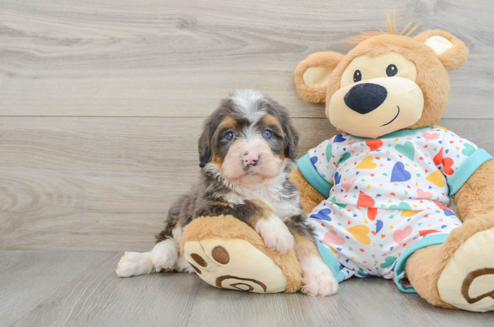 6 week old Mini Bernedoodle Puppy For Sale - Seaside Pups