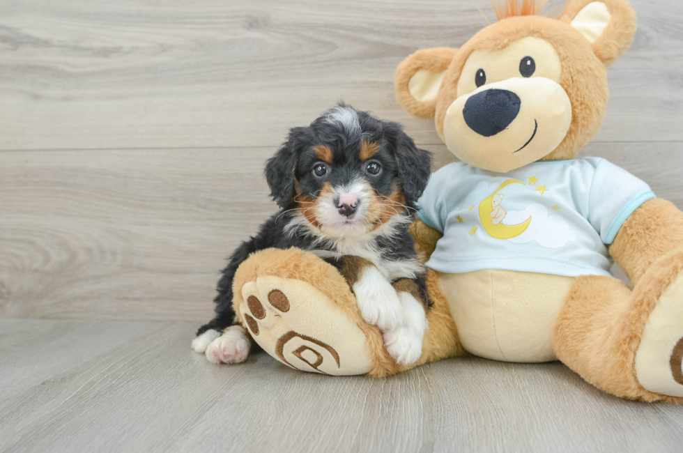 6 week old Mini Bernedoodle Puppy For Sale - Seaside Pups