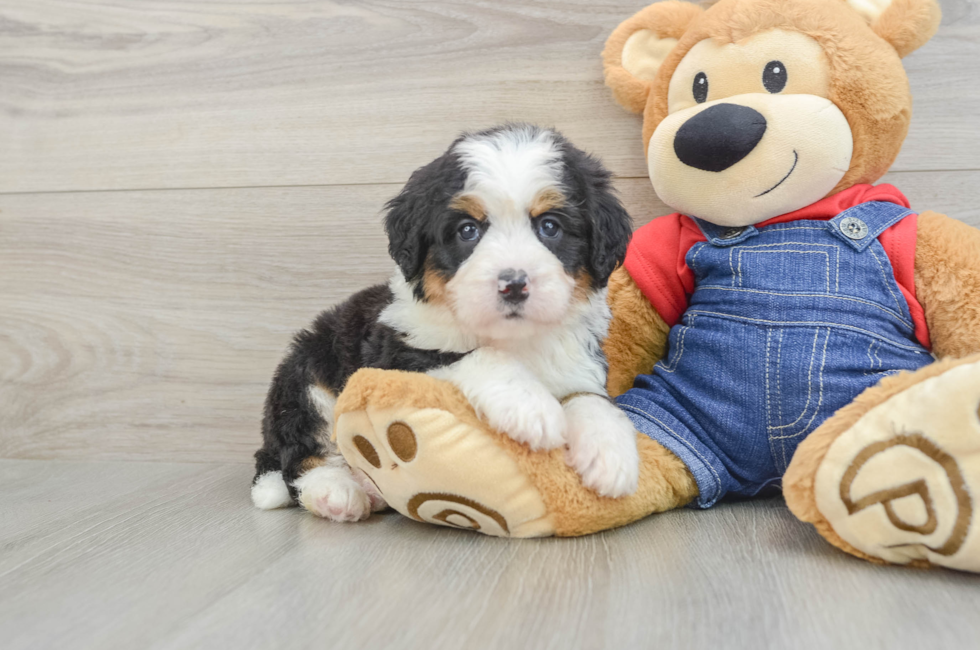 5 week old Mini Bernedoodle Puppy For Sale - Seaside Pups
