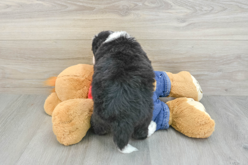 Meet Dunkin - our Mini Bernedoodle Puppy Photo 2/3 - Seaside Pups