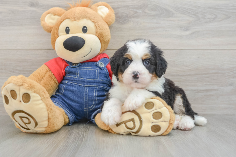 Meet Dunkin - our Mini Bernedoodle Puppy Photo 3/3 - Seaside Pups