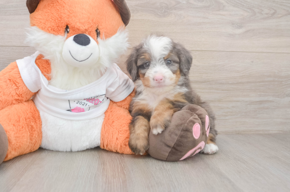 5 week old Mini Bernedoodle Puppy For Sale - Seaside Pups