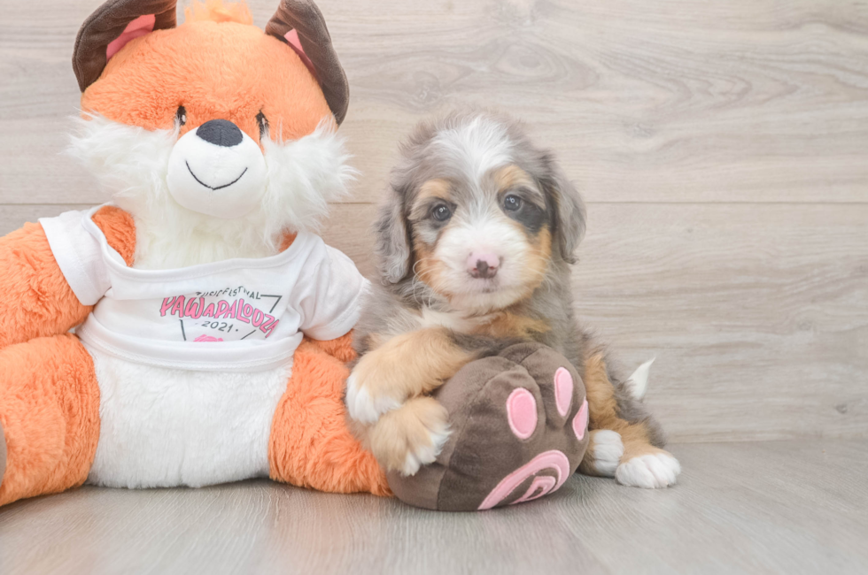 5 week old Mini Bernedoodle Puppy For Sale - Seaside Pups