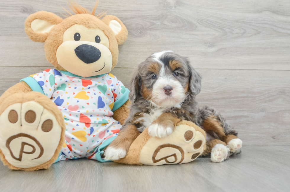6 week old Mini Bernedoodle Puppy For Sale - Seaside Pups