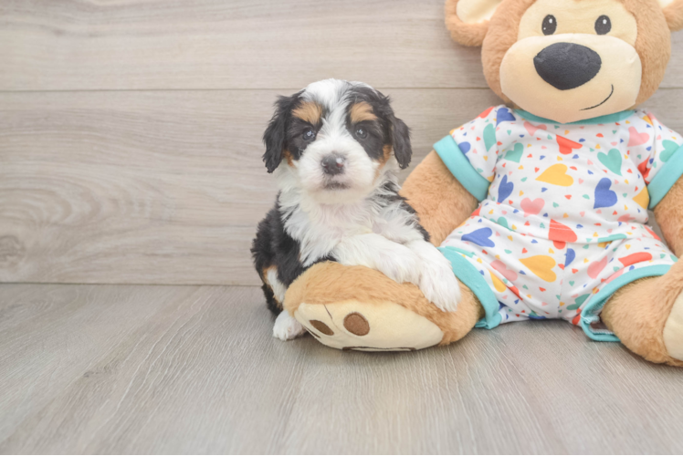 Mini Bernedoodle Pup Being Cute
