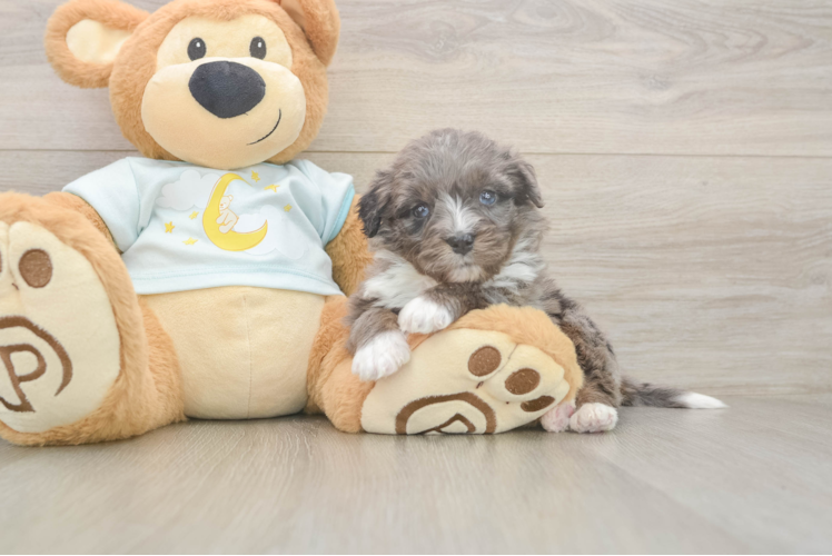 Mini Bernedoodle Puppy for Adoption