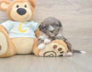 7 week old Mini Bernedoodle Puppy For Sale - Seaside Pups