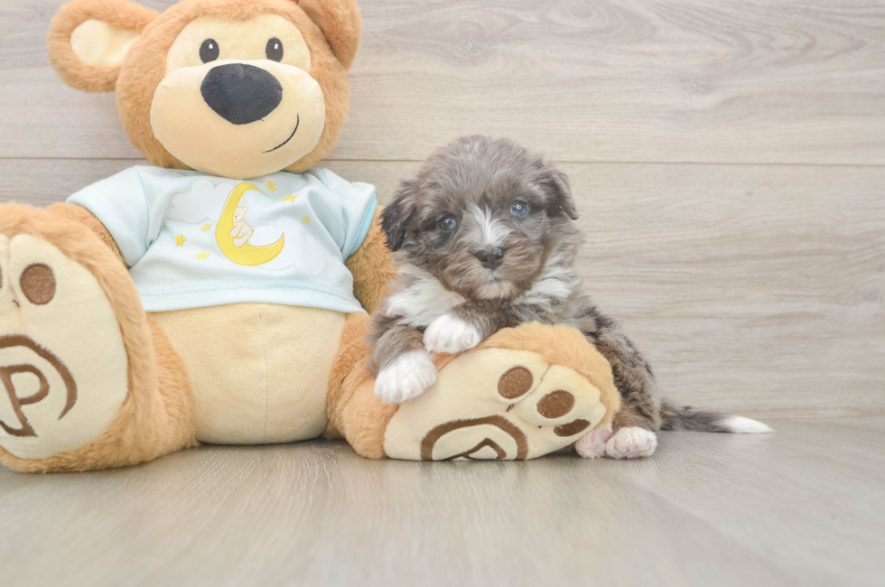 5 week old Mini Bernedoodle Puppy For Sale - Seaside Pups
