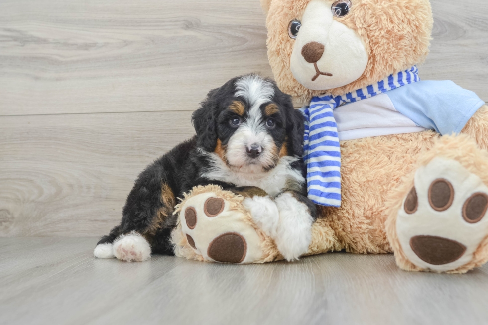 Happy Mini Bernedoodle Baby