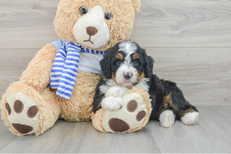 Energetic Mini Bernesepoo Poodle Mix Puppy