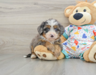 8 week old Mini Bernedoodle Puppy For Sale - Seaside Pups