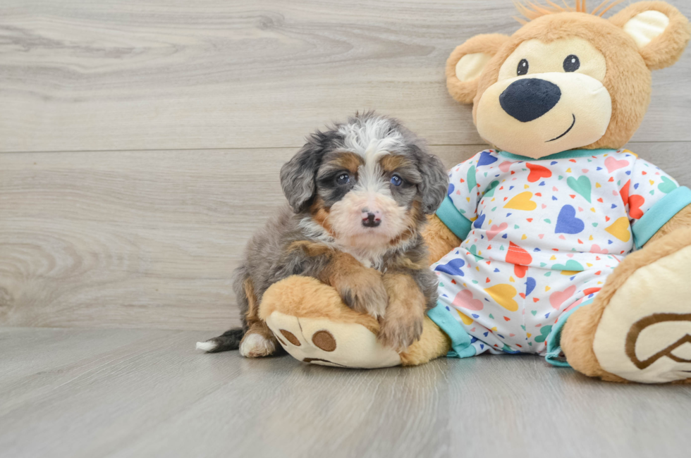 5 week old Mini Bernedoodle Puppy For Sale - Seaside Pups