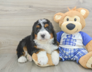 5 week old Mini Bernedoodle Puppy For Sale - Seaside Pups