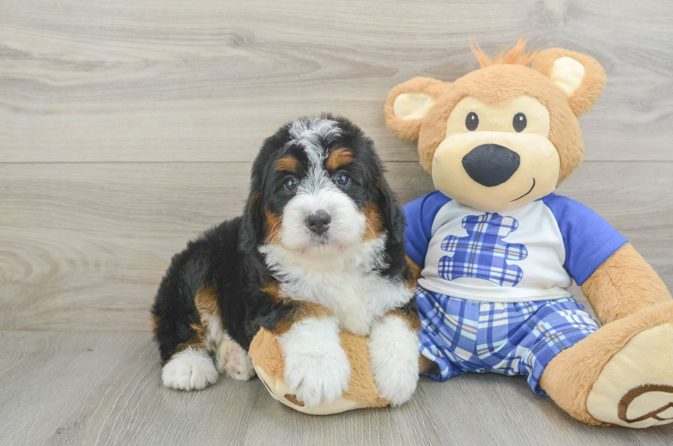 5 week old Mini Bernedoodle Puppy For Sale - Seaside Pups