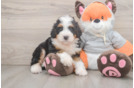 Mini Bernedoodle Puppy for Adoption