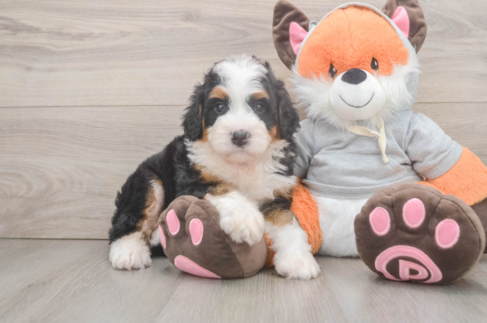 5 week old Mini Bernedoodle Puppy For Sale - Seaside Pups