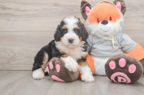 Mini Bernedoodle Puppy for Adoption