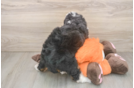 Best Mini Bernedoodle Baby