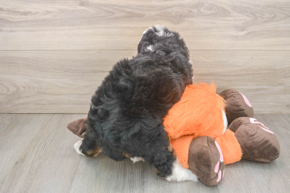 Best Mini Bernedoodle Baby