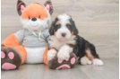 Mini Bernedoodle Puppy for Adoption