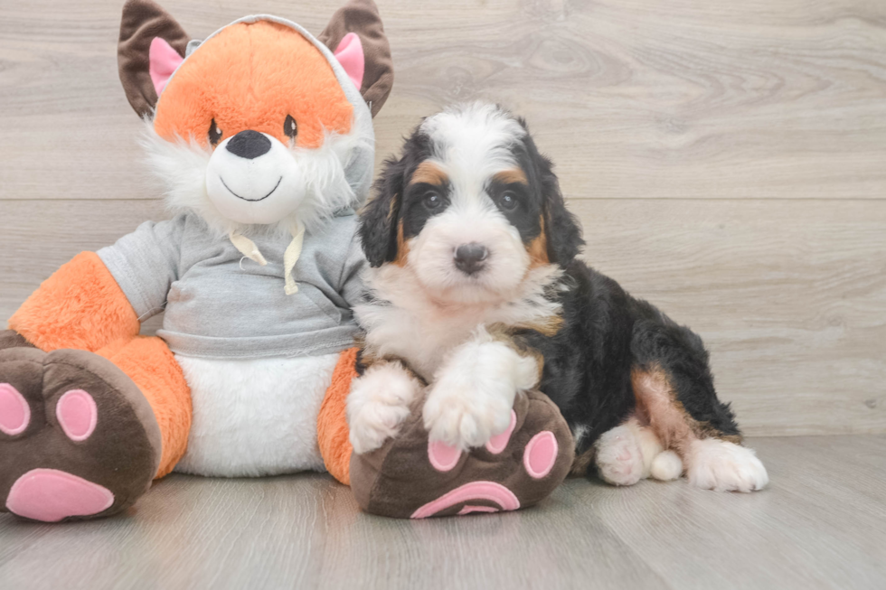 Mini Bernedoodle Puppy for Adoption