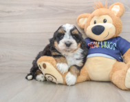 7 week old Mini Bernedoodle Puppy For Sale - Seaside Pups