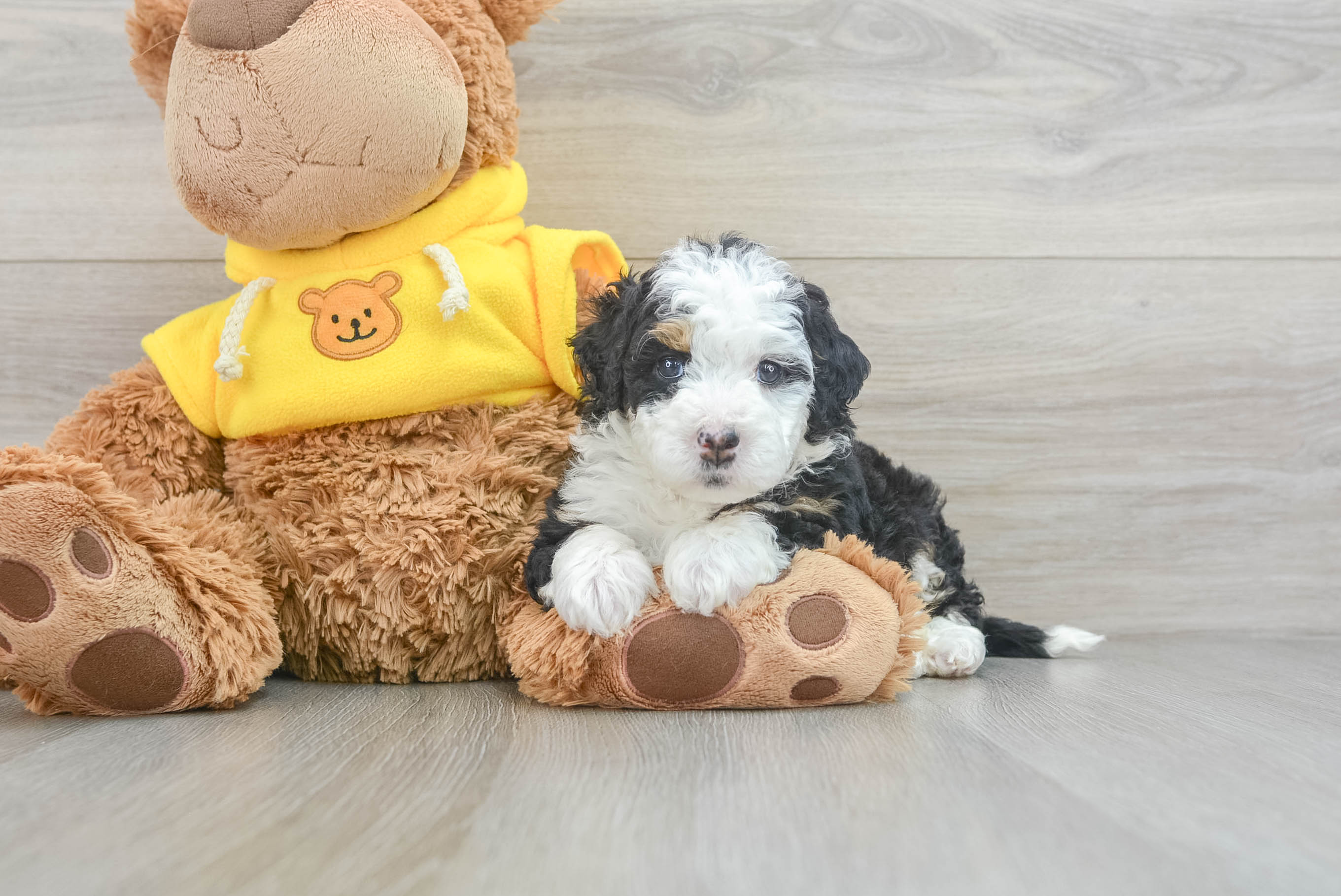 Happy Mini Bernedoodle Baby