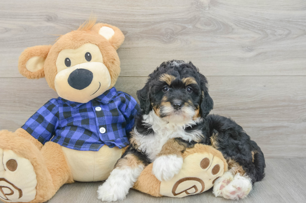6 week old Mini Bernedoodle Puppy For Sale - Seaside Pups