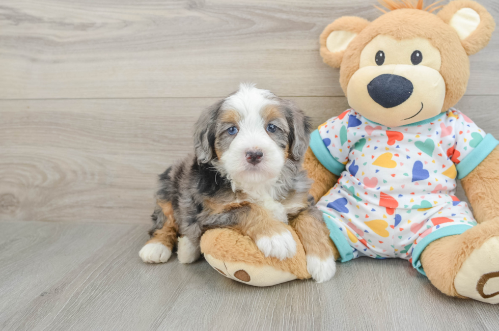 6 week old Mini Bernedoodle Puppy For Sale - Seaside Pups