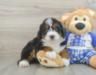 5 week old Mini Bernedoodle Puppy For Sale - Seaside Pups